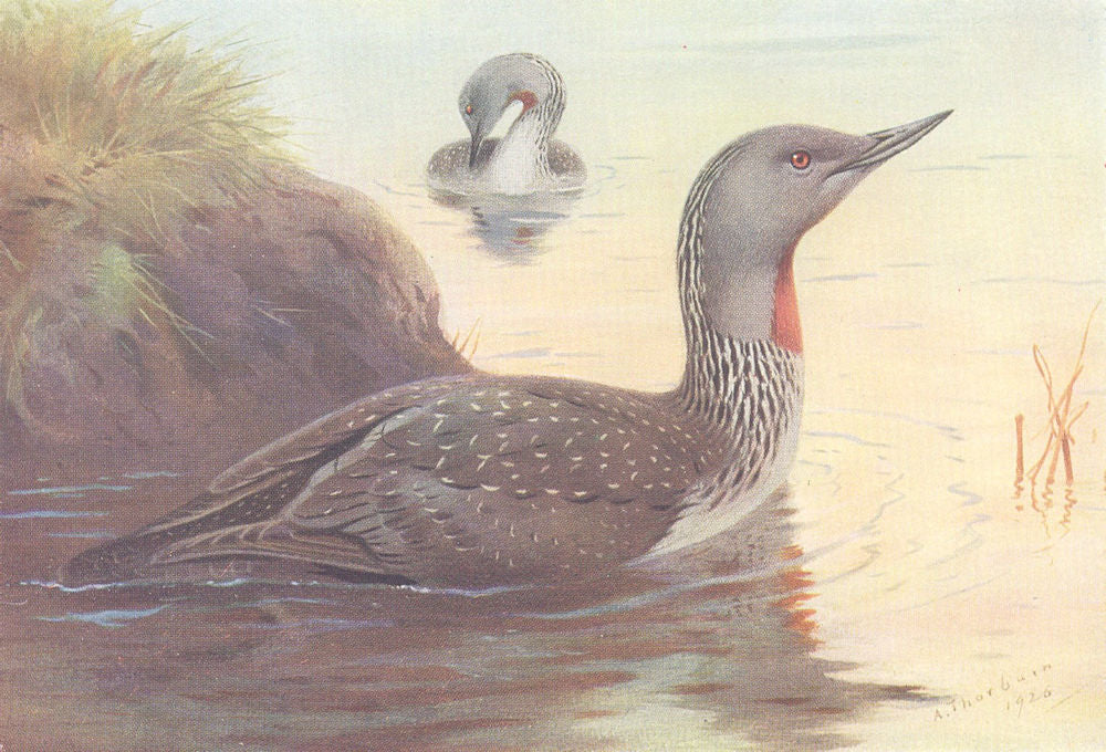 BRITISH BIRDS. Red-Throated Diver. THORBURN 1926 old vintage print picture